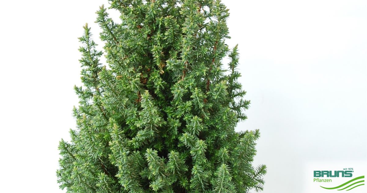 Chamaecyparis thyoides 'Top Point' von Bruns Pflanzen
