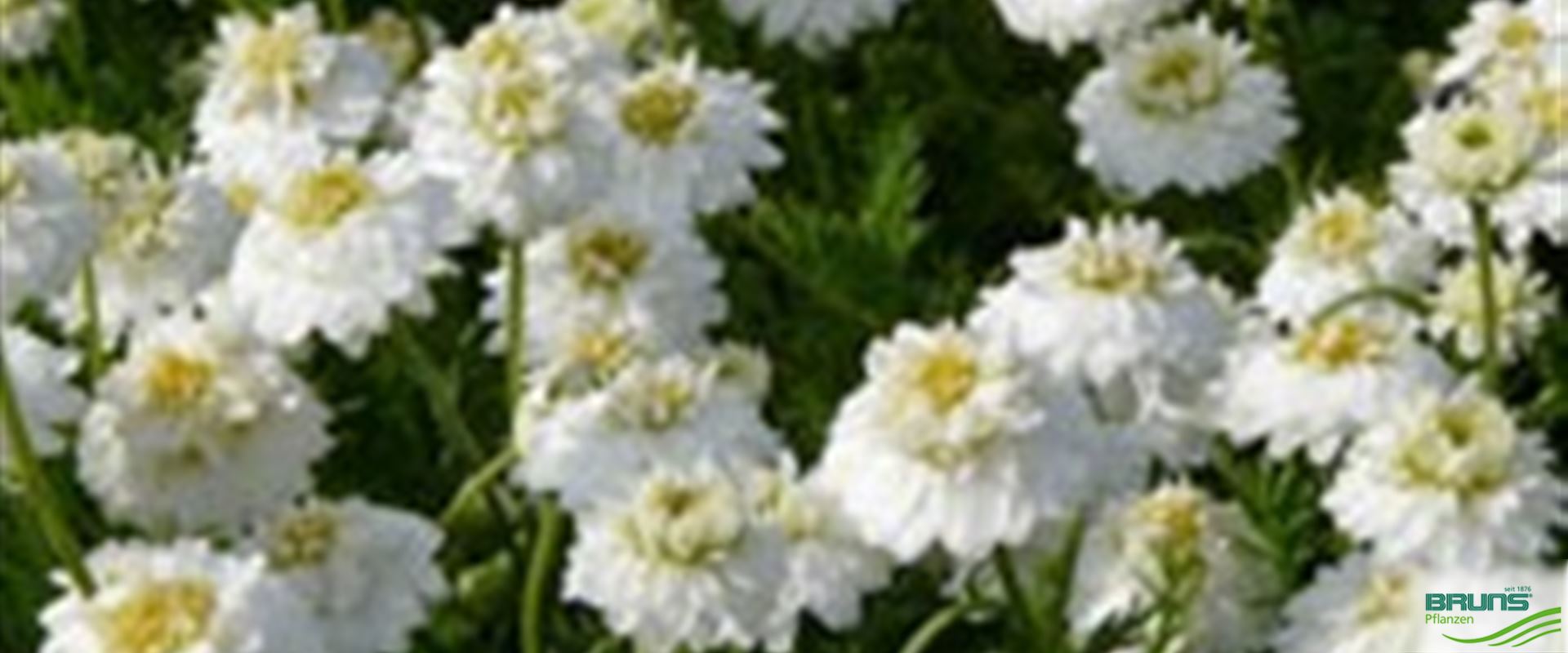 Chamaemelum nobile 'Plena' von Bruns Pflanzen