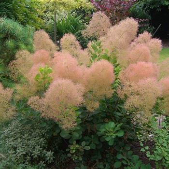 Cotinus_coggygria_Young_Lady_1.jpg
