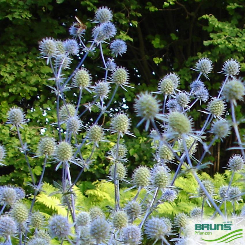 Eryngium planum, Hohe Edeldistel von Bruns Pflanzen