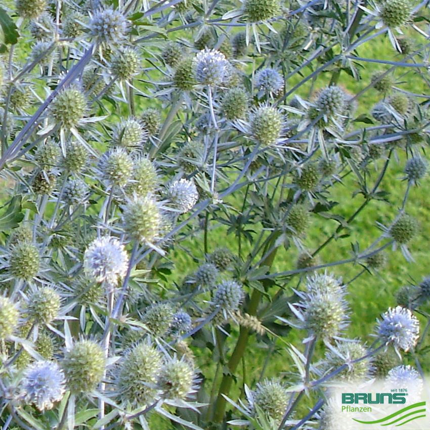 Eryngium planum, Hohe Edeldistel von Bruns Pflanzen