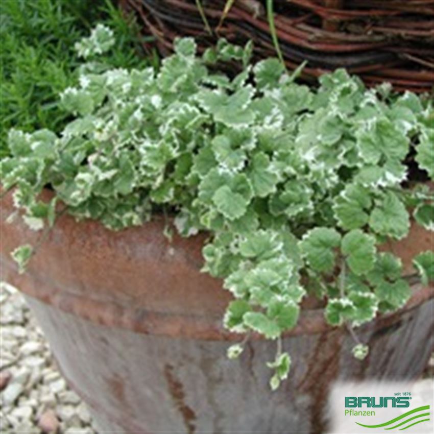 Glechoma hederacea 'Variegata', Weißgrüner Gundermann von Bruns Pflanzen