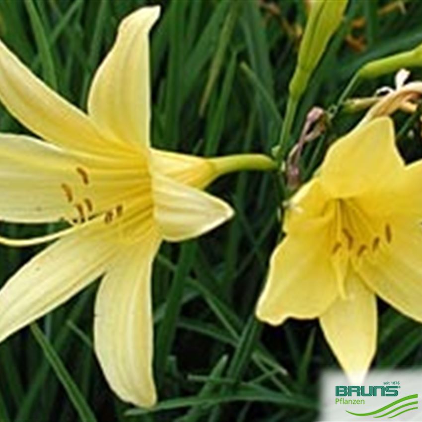 Hemerocallis lilioasphodelus, Frühe WiesenTaglilie von Bruns Pflanzen