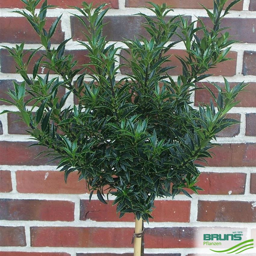 ilex-aquifolium-myrtifolia-von-bruns-pflanzen