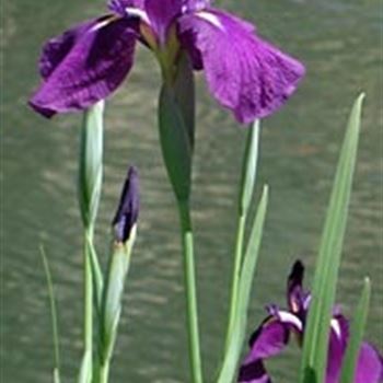 Iris laevigata, Japanische SumpfIris von Bruns Pflanzen