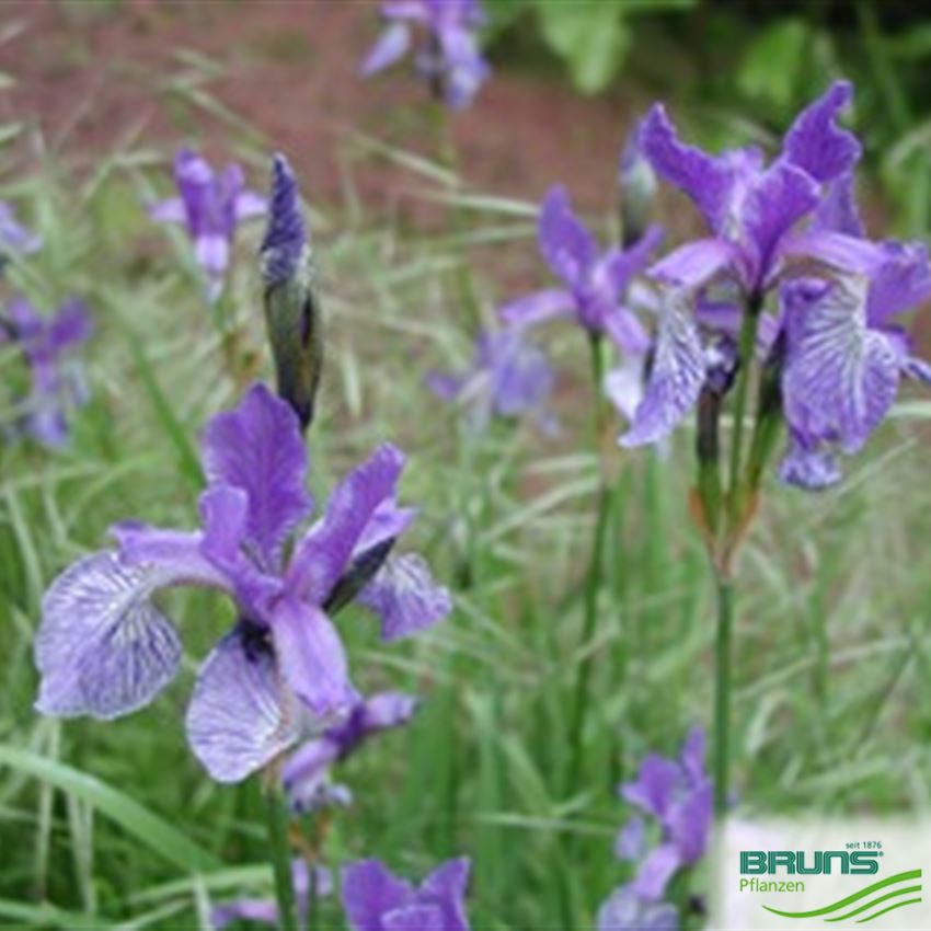 Iris sibirica, WiesenIris von Bruns Pflanzen