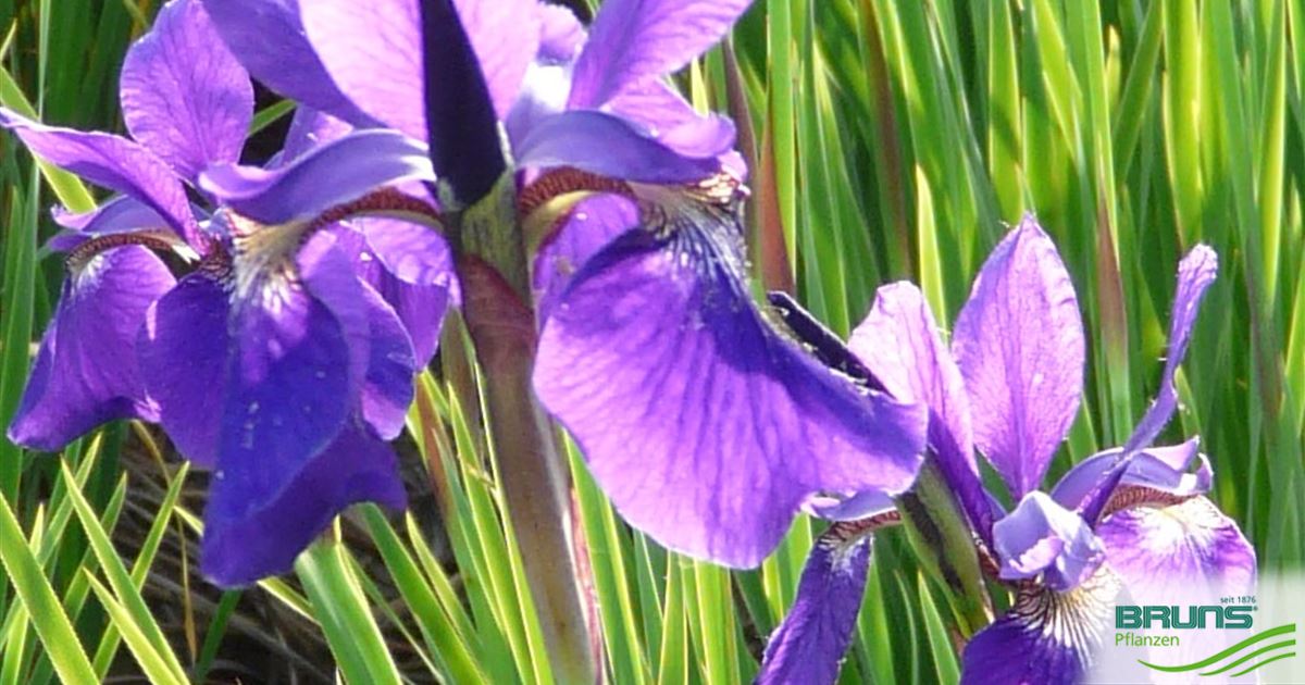 Iris sibirica 'Caesar' von Bruns Pflanzen