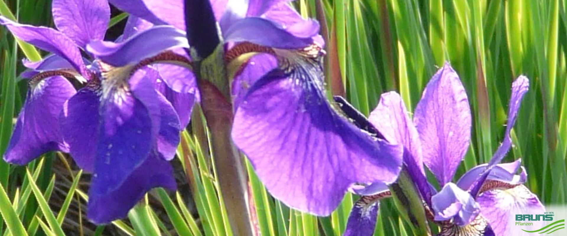 Iris sibirica 'Caesar' von Bruns Pflanzen