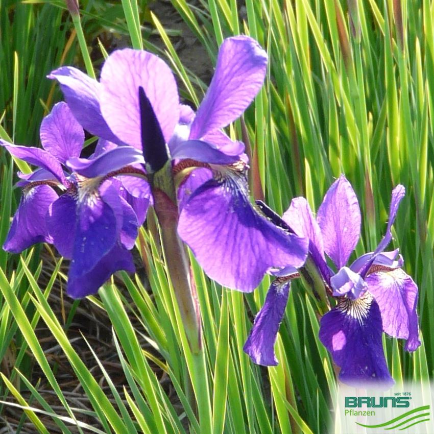 Iris sibirica 'Caesar' von Bruns Pflanzen