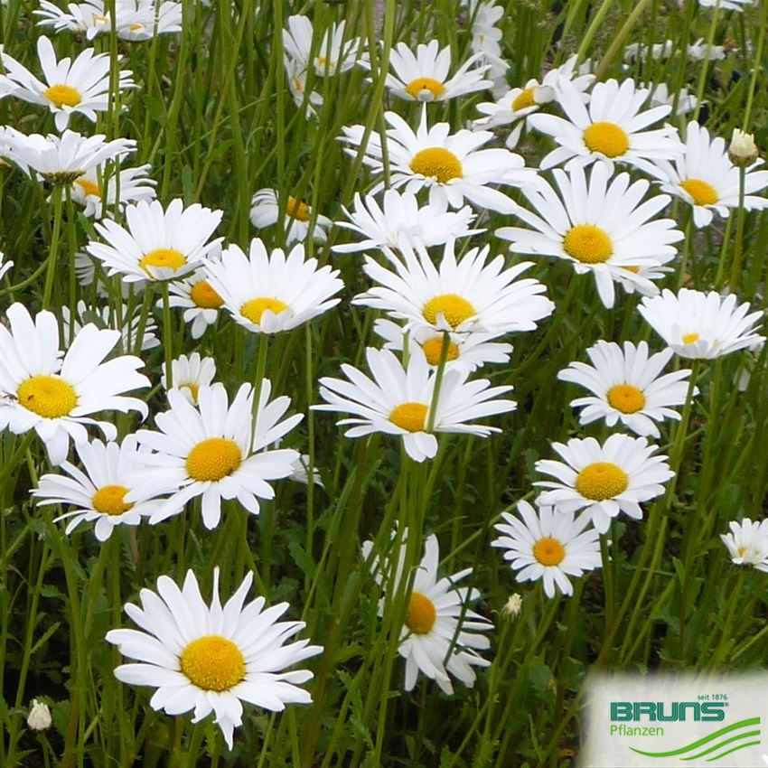 leucanthemum-vulgare-wiesen-margerite-von-bruns-pflanzen