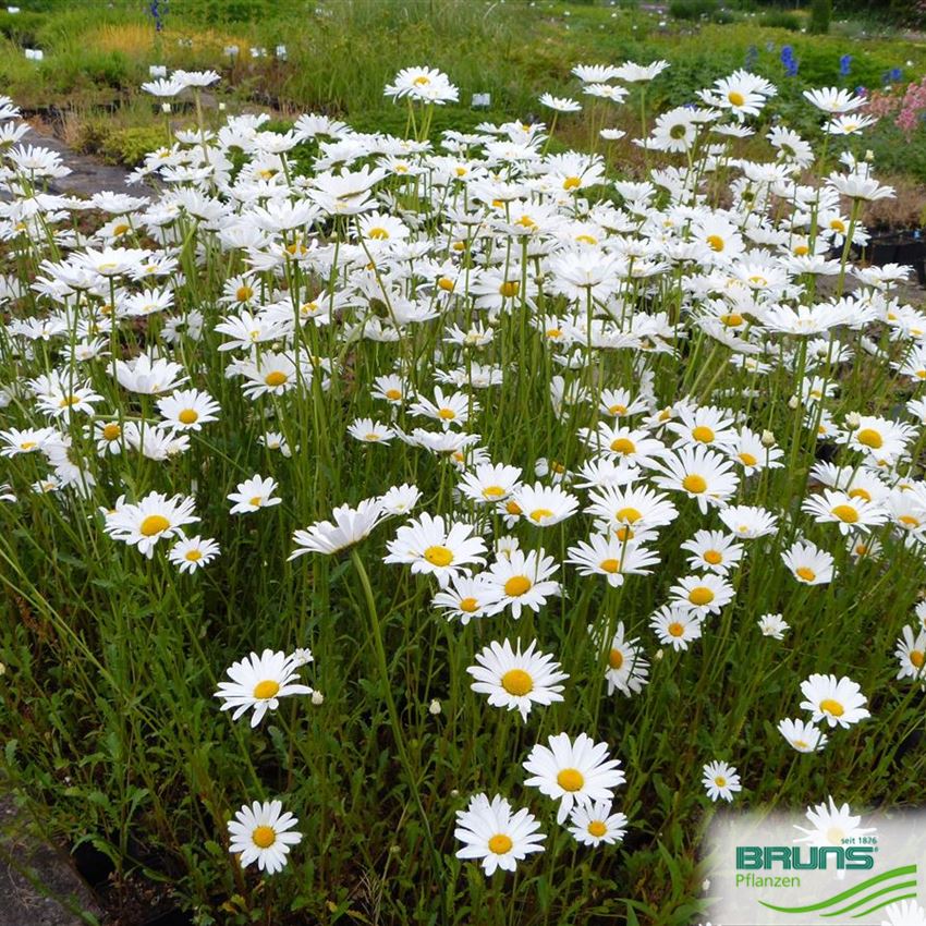 Leucanthemum vulgare, WiesenMargerite von Bruns Pflanzen