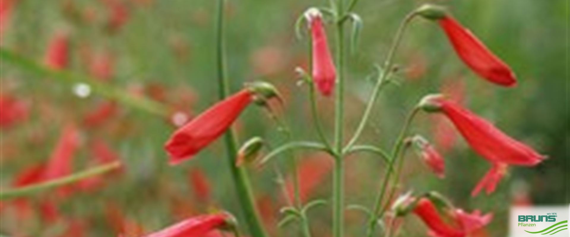 Penstemon barbatus 'Coccineus' von Bruns Pflanzen