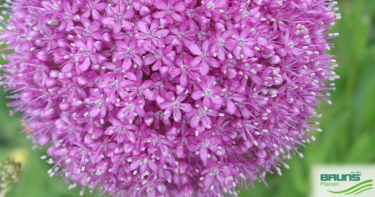 allium giganteum rosa