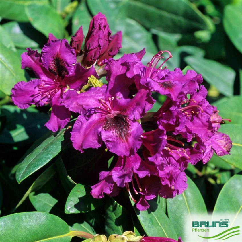 Rhododendron Inkarho (R) 'Azurro' von Bruns Pflanzen