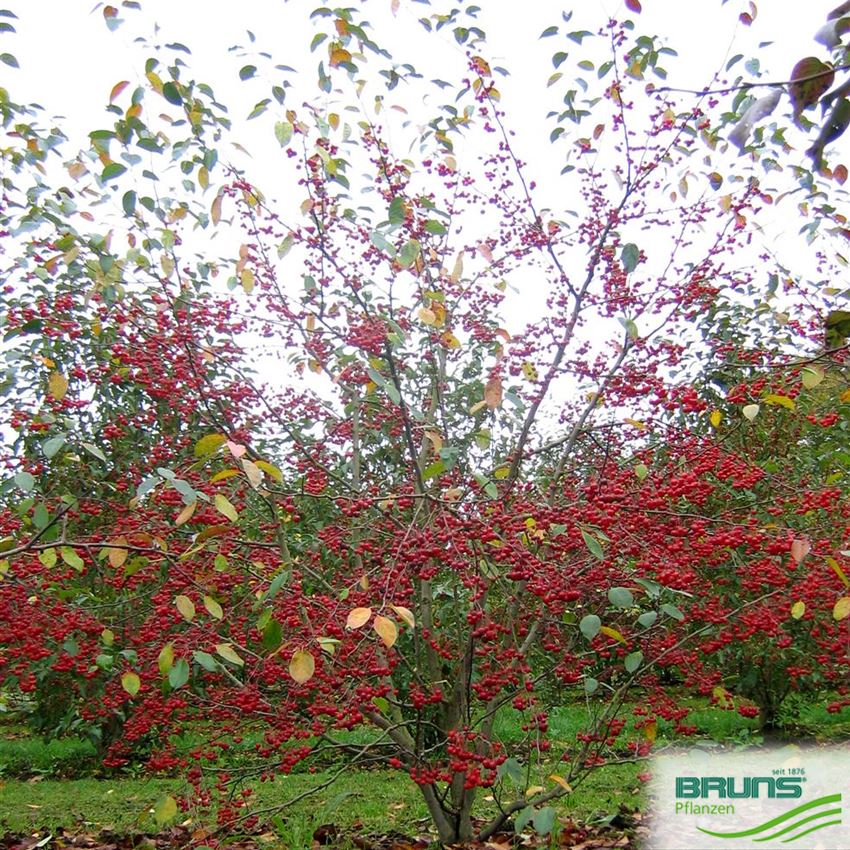 Malus 'David'