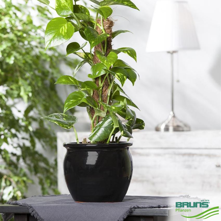 Golden pothos von Bruns Pflanzen