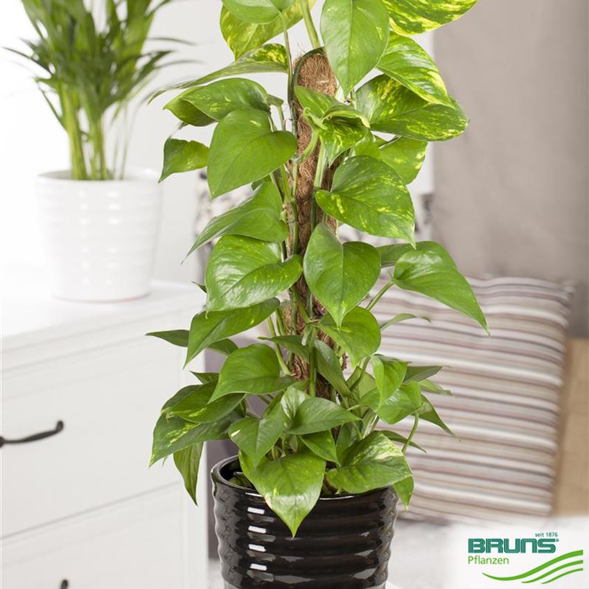 Golden pothos von Bruns Pflanzen