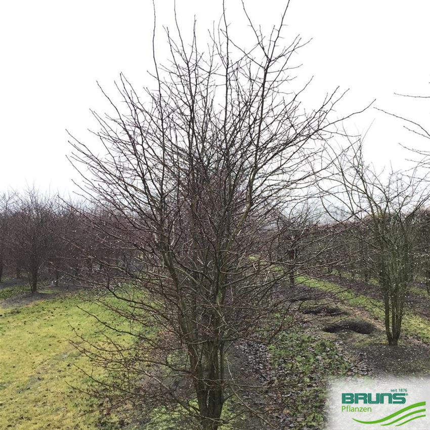 Crataegus Prunifolia Pflaumenblattriger Weissdorn Von Bruns Pflanzen