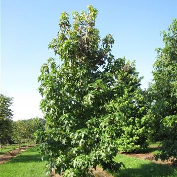 Liquidambar styraciflua, American Sweetgum von Bruns Pflanzen