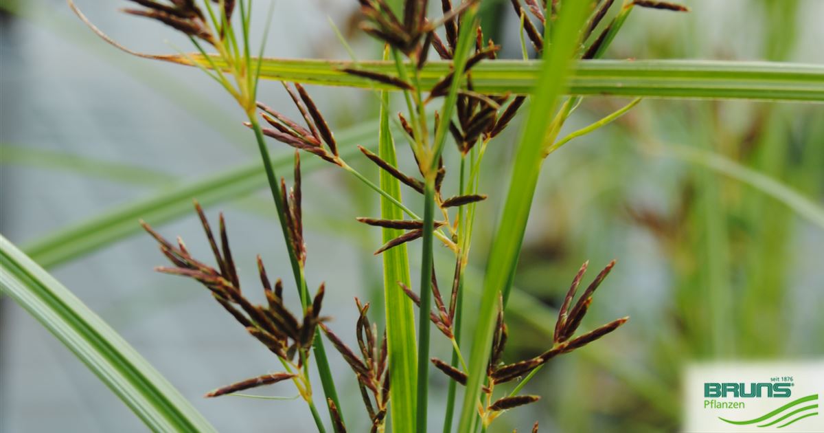 Cyperus longus, heimisches Zypergras von Bruns Pflanzen