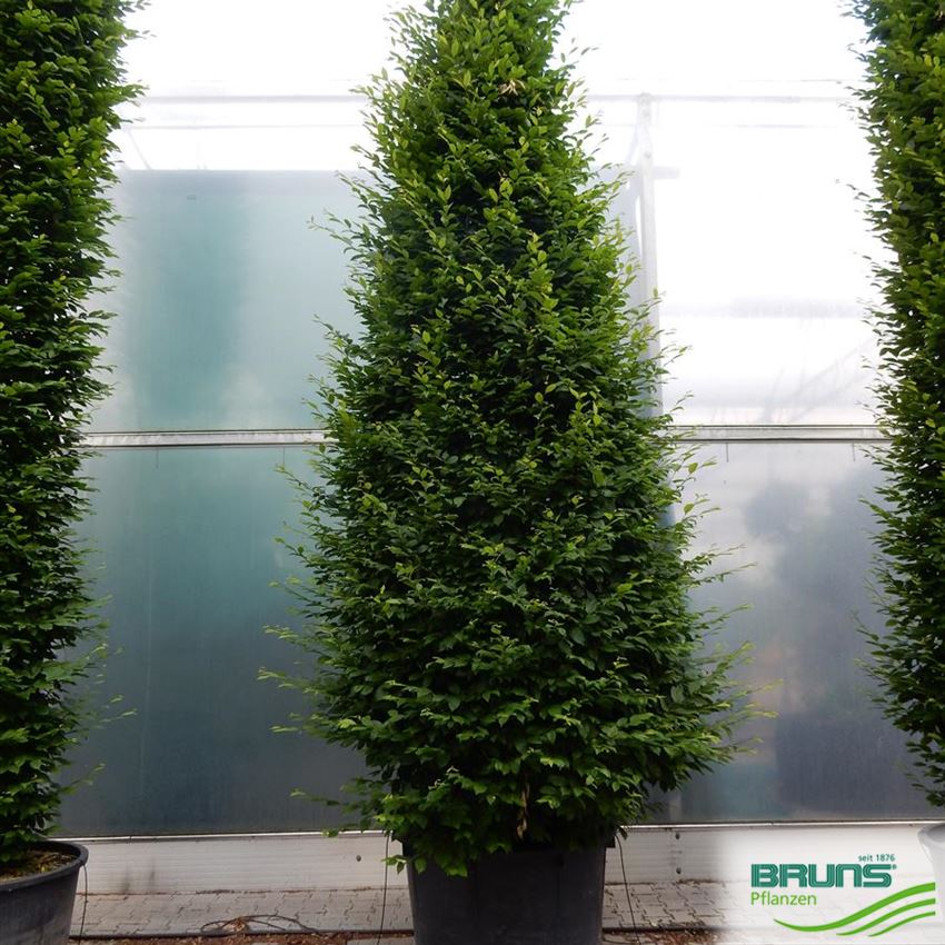 Carpinus betulus 'Fastigiata', charme pyramidal von Bruns Pflanzen