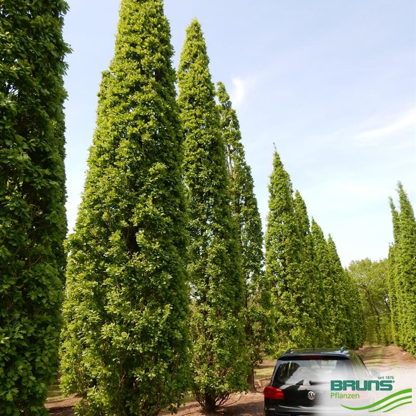 Quercus robur Fastigiata Säulen Eiche Koster 125-150cm 
