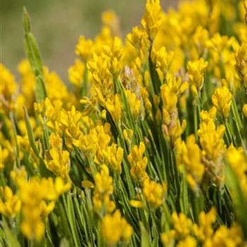 Genista Sagittalis, Winged Greenweed Von Bruns Pflanzen