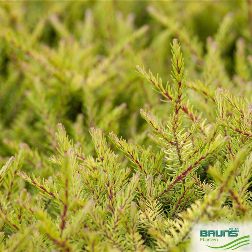Erica carnea in Sorten von Bruns Pflanzen