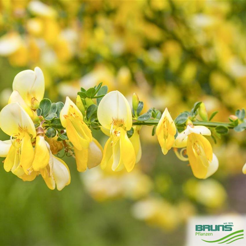 Cytisus scoparius, Common broom von Bruns Pflanzen