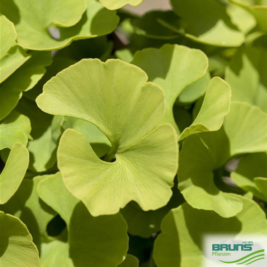 Ginkgo biloba 'Mariken' von Bruns Pflanzen