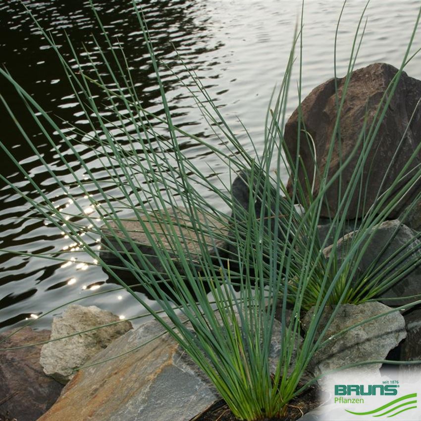 Juncus inflexus, Blaugrüne Binse von Bruns Pflanzen