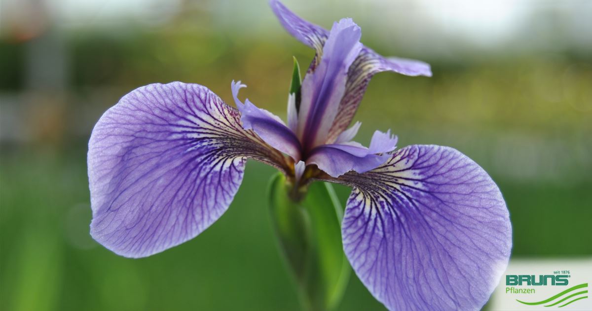Iris sibirica 'Perry's Blue' von Bruns Pflanzen