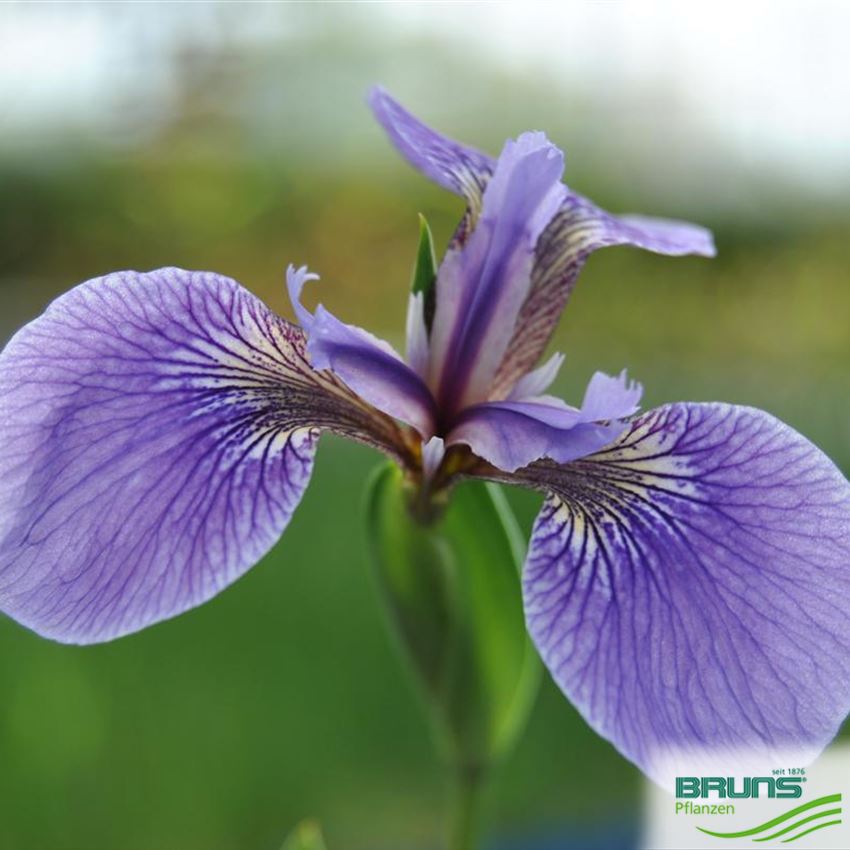 Iris sibirica 'Perry's Blue' von Bruns Pflanzen