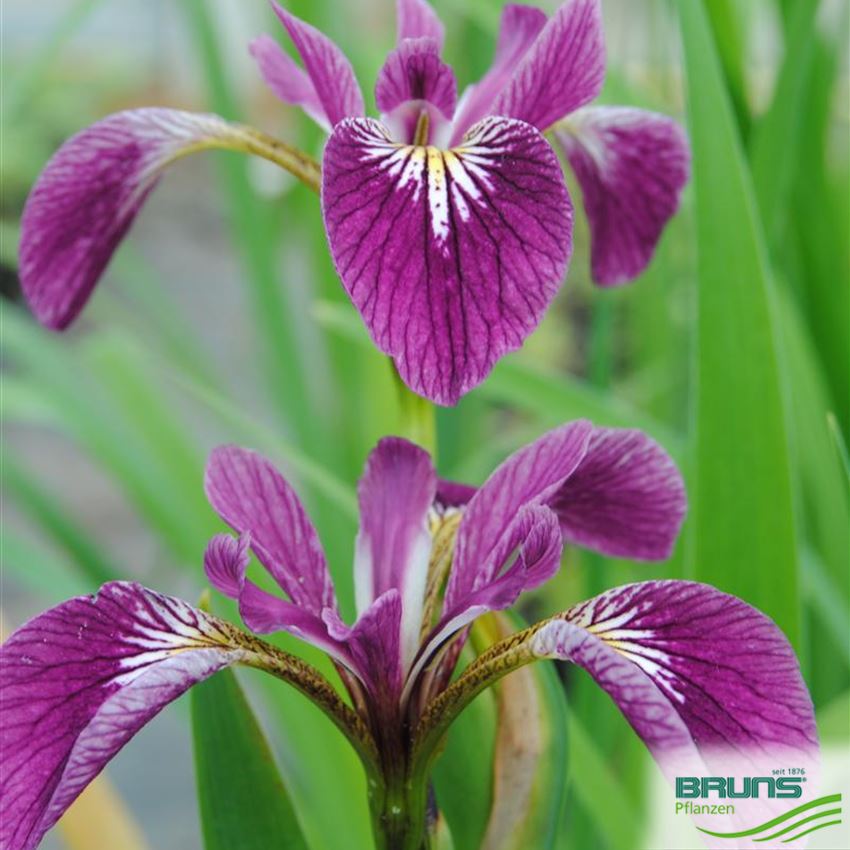 Iris versicolor 'Kermesina' von Bruns Pflanzen
