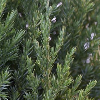 Juniperus chinensis 'Stricta'