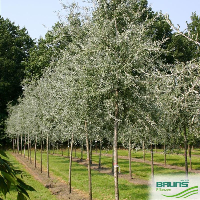Pyrus salicifolia, Weidenblättrige Birne