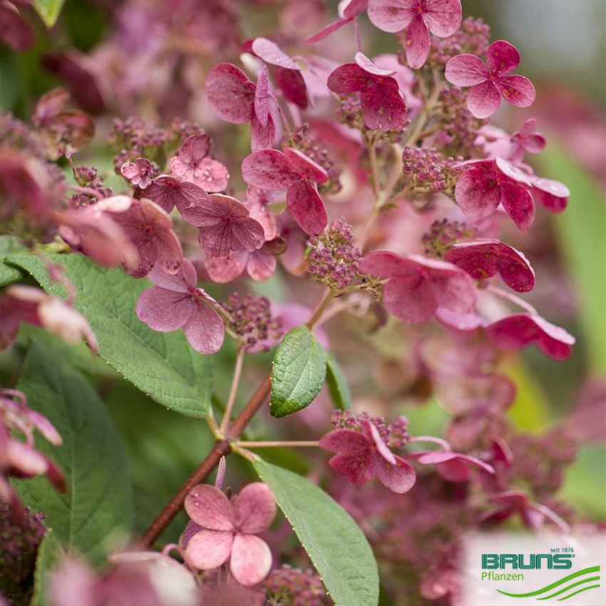 Hydrangea paniculata ‘Early Sensation’ (R) von Bruns Pflanzen