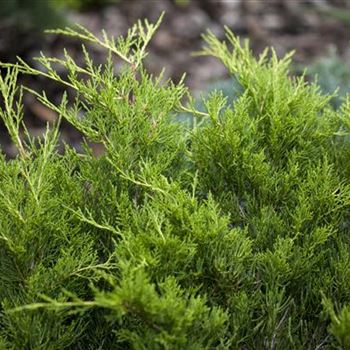 Juniperus media 'Gold Coast' von Bruns Pflanzen