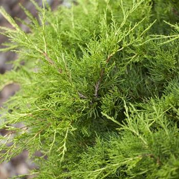 Juniperus media 'Gold Coast' von Bruns Pflanzen