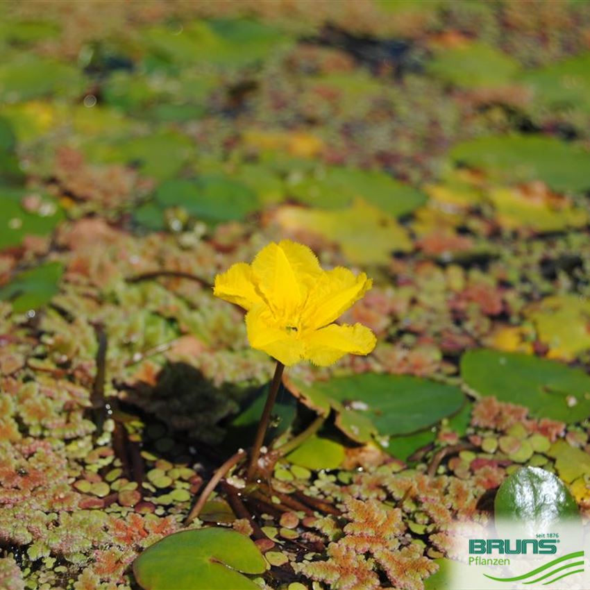 Nymphoides peltata von Bruns Pflanzen