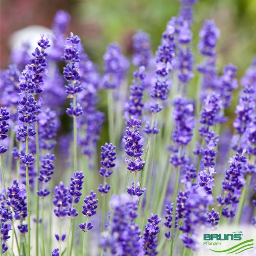 Lavandula Angustifolia Von Bruns Pflanzen 8978