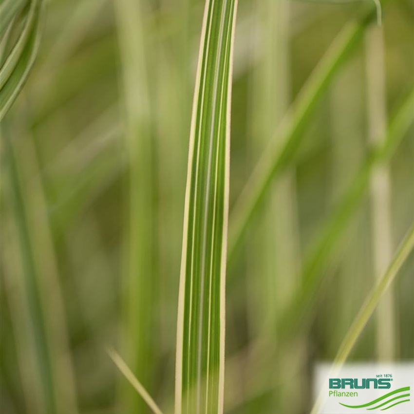 Miscanthus sinensis 'Variegatus' von Bruns Pflanzen