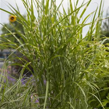 Miscanthus sinensis 'Zebrinus' von Bruns Pflanzen