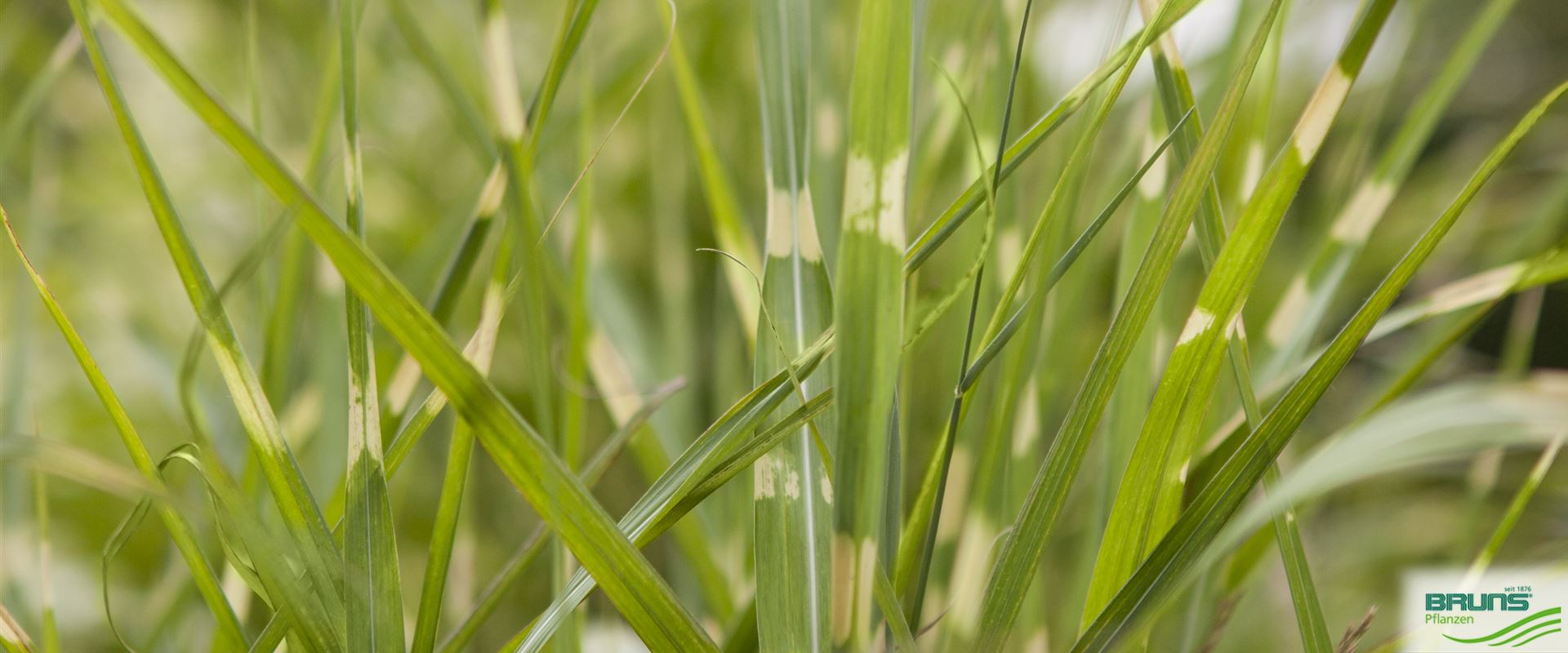 Miscanthus sinensis 'Zebrinus' von Bruns Pflanzen