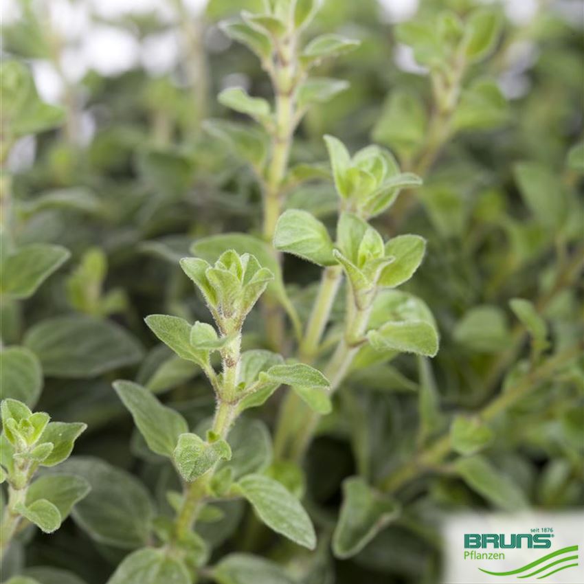 Origanum vulgare von Bruns Pflanzen