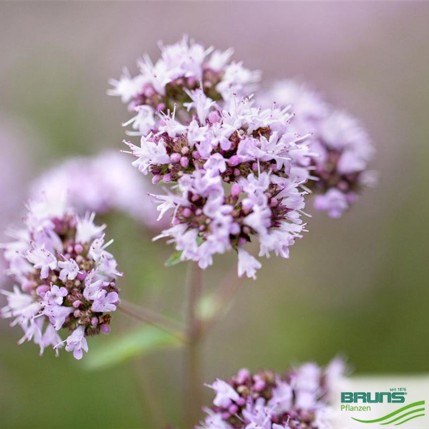 Origanum vulgare von Bruns Pflanzen