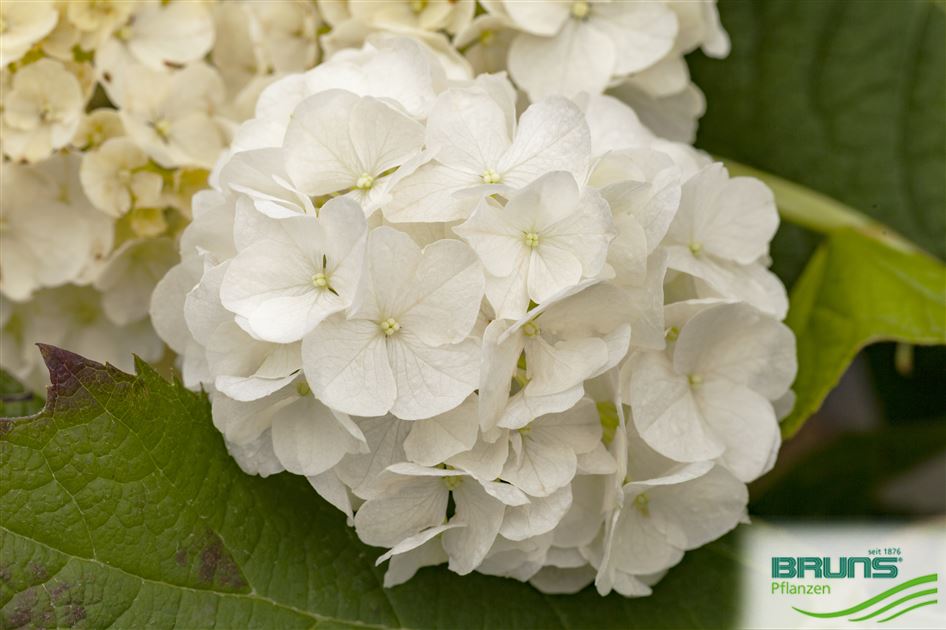 Image of Hydrangea quercifolia harmony image 3