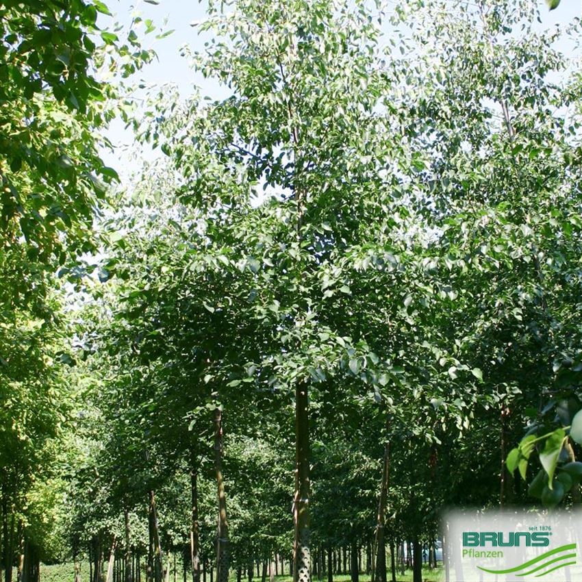 Herzblättrige Erle (Alnus Cordata) Samen – 125+ Samen Mit Anzuchtanleitung