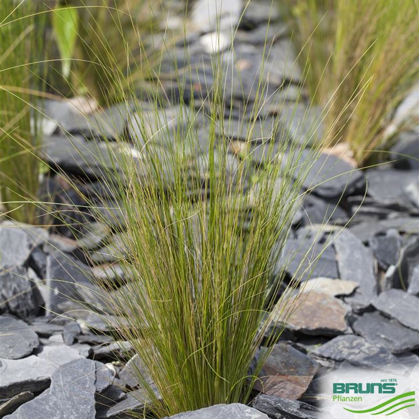 Nassella tenuissima von Bruns Pflanzen