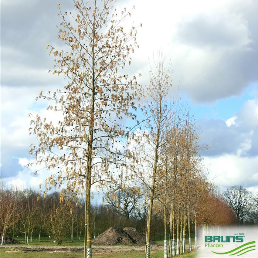 Herzblättrige Erle (Alnus Cordata) Samen – 125+ Samen Mit Anzuchtanleitung